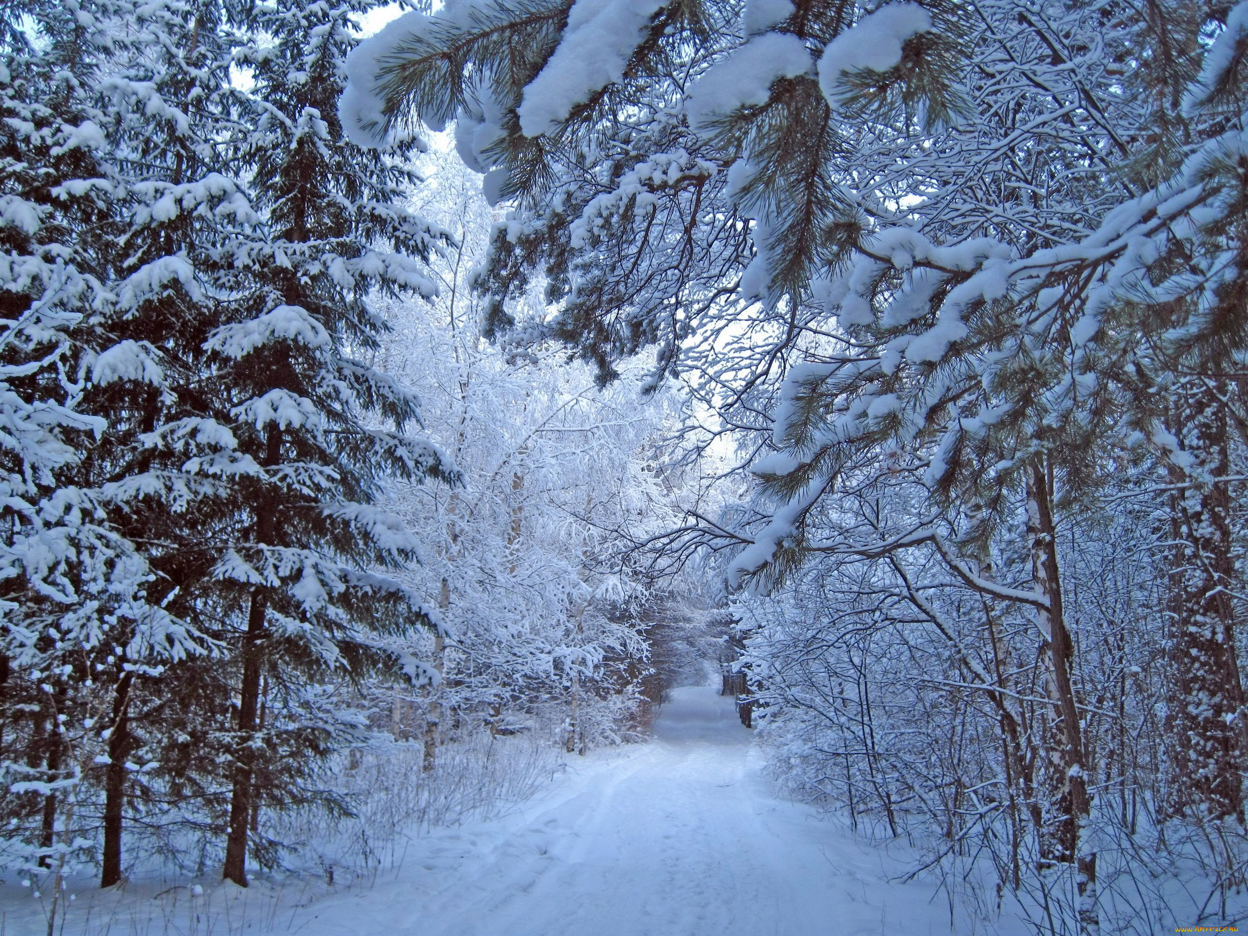 Snowfall. Зимний лес. Снегопад в лесу. Зима снег. Красивый зимний лес.